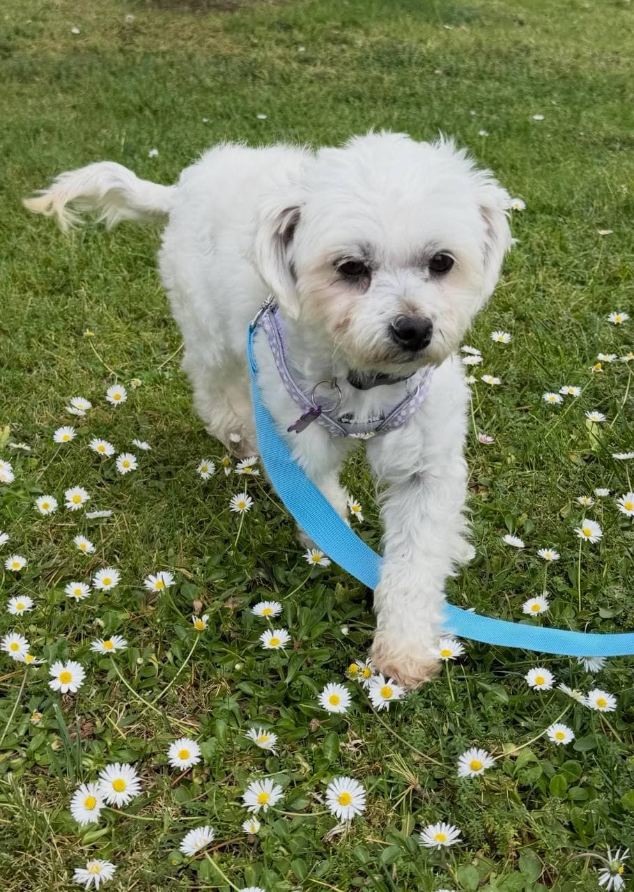 Maltipoo puppies in a family home