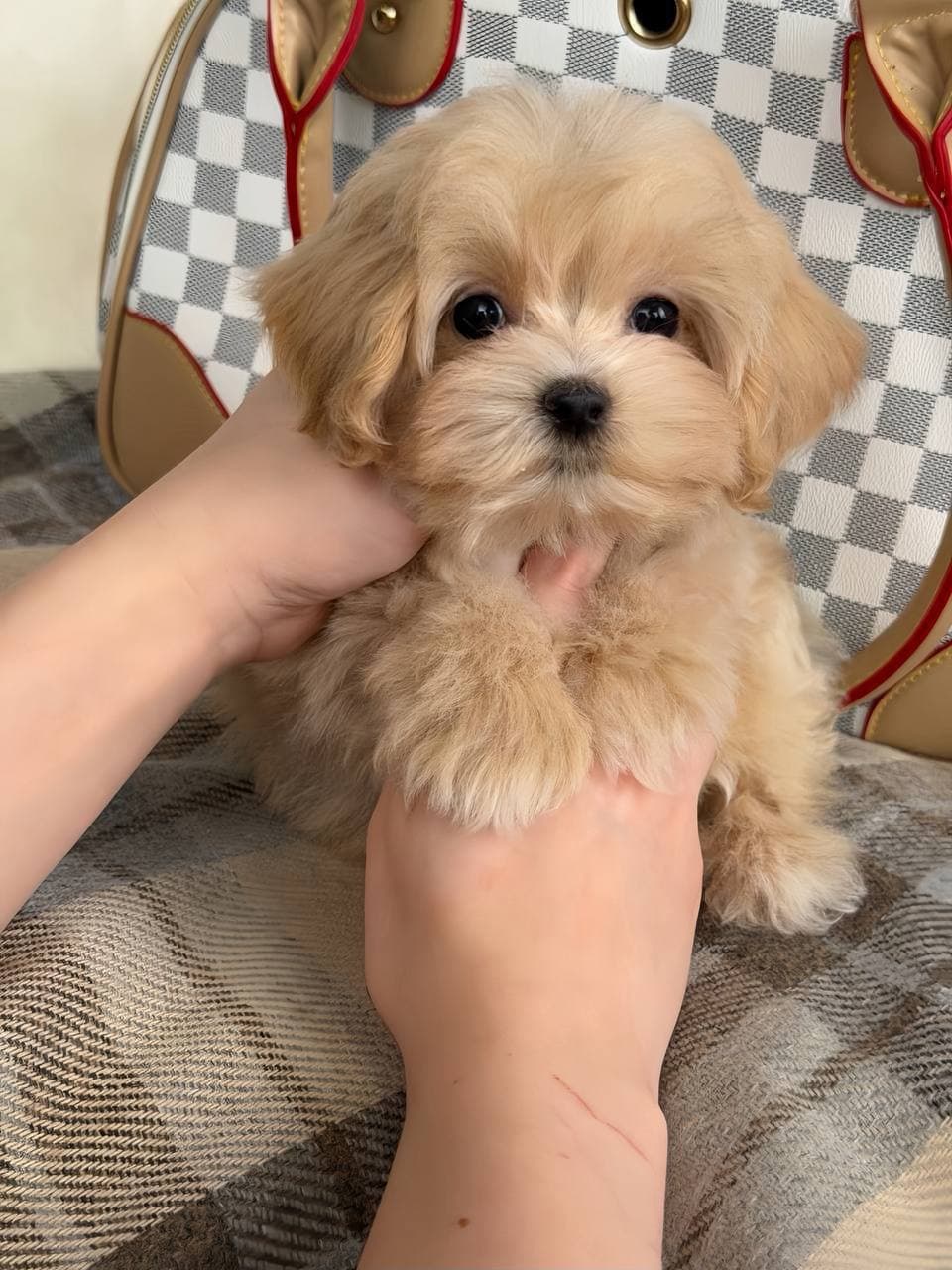 Mia