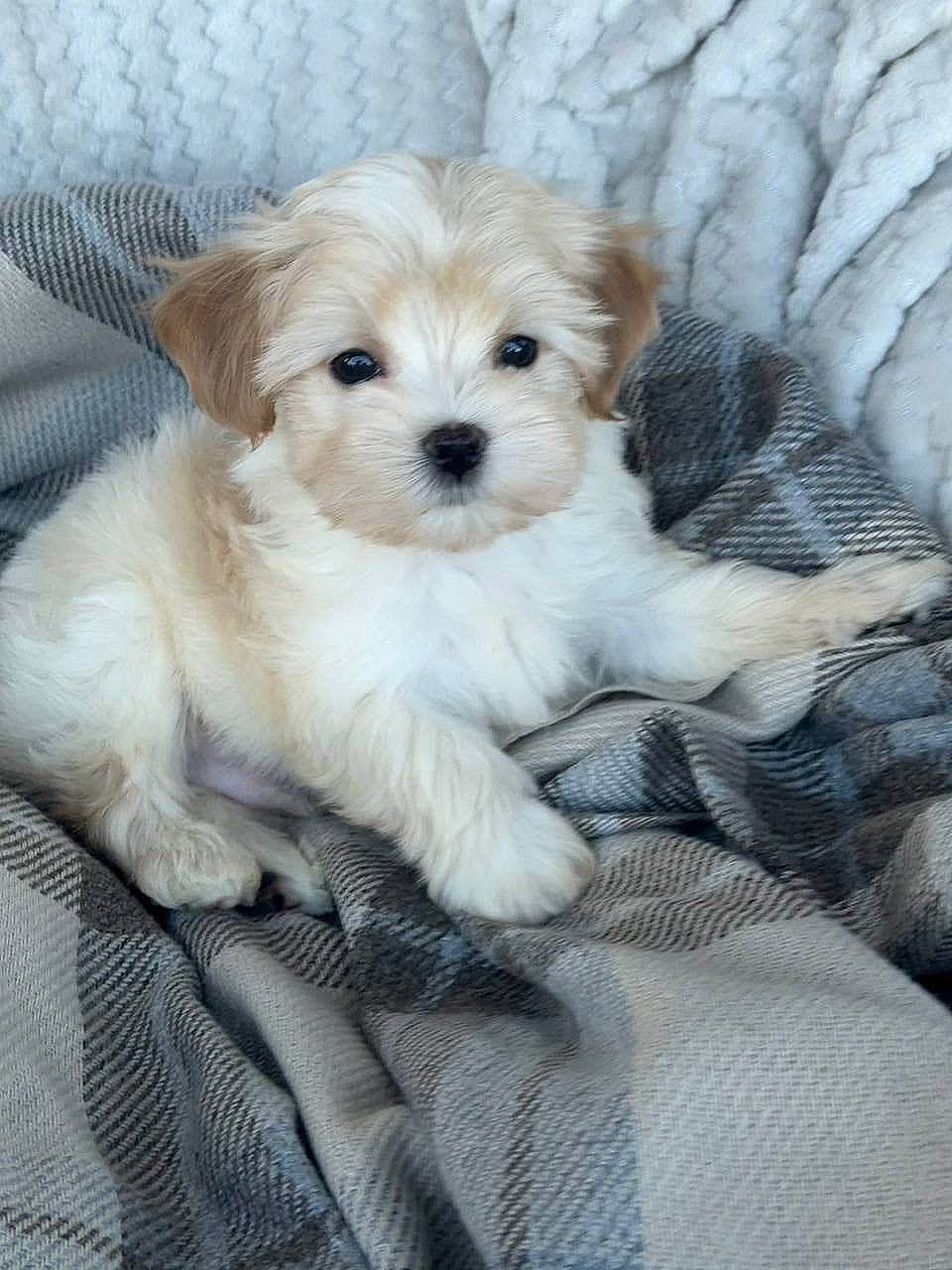 Ollie