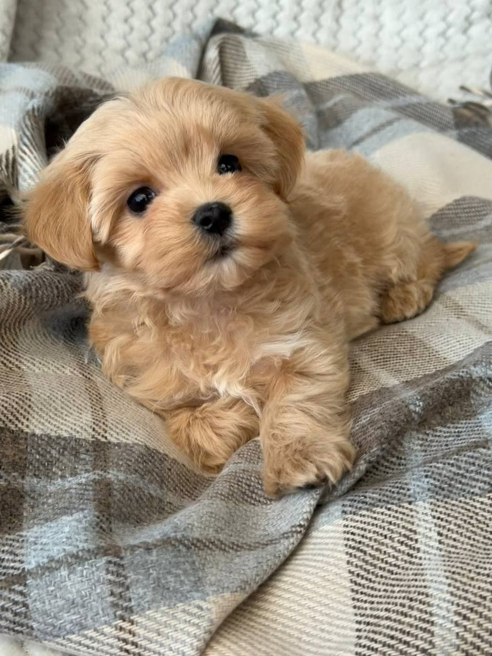 Ellie
