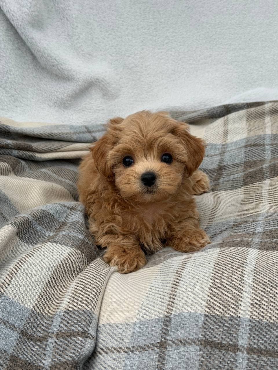 Ringo